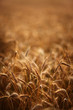 © Ilya/Stocksy - Spica closeup on wheat field in the evening