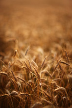 Spica Closeup On Wheat Field In The Evening