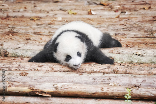 Zdjęcie XXL Obrazek śliczny gigantyczny pandy dziecko.