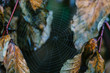 © Darren Muir/Stocksy - Spider web and autumn leaves.