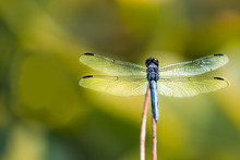 Macro Closeup Of A Blue Dragonfly Back In A Lotus Pond On Stick With Bokeh Background And Wings