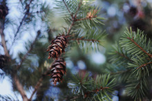 Pinecones In A Tree