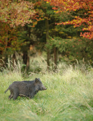 Wall Mural - Young wild boar in autumn