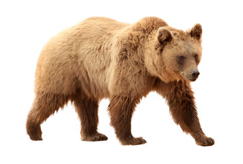 brown bear on white background