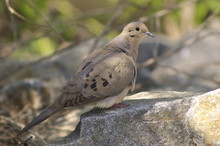 Mourning Dove Resting In The Shade