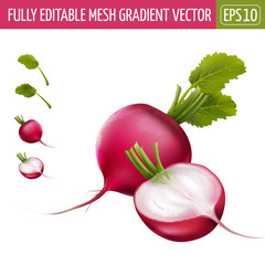 Wall Mural - Radish on white background. Vector illustration