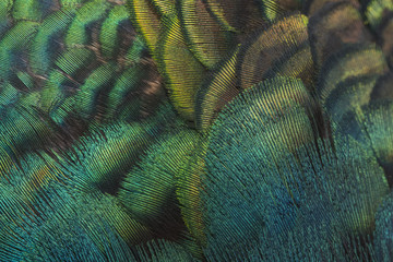  Peacock feather for background
