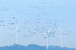 wind farm and migratory birds