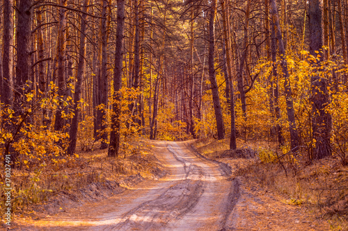 Zdjęcie XXL ścieżka przez jasny jesienny las