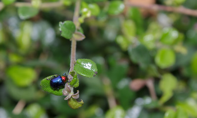 Blue insect perched on a small tree.