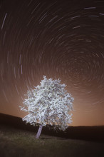 Tree In Blossom At Night With Star Trails
