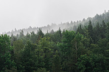 Rain Falling On Pines