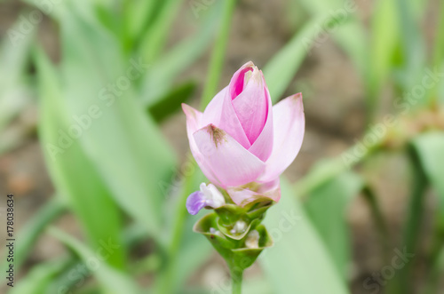 Plakat Różowy Curcuma kwiat (Kurkumowy alismatifolia), Popularny Tajlandzki kwiat w porze deszczowej