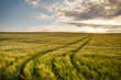 © Andreas Wonisch/Stocksy - Lines leading through Green Corn Fields