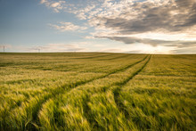 Lines Leading Through Green Corn Fields