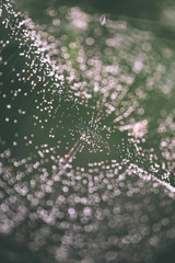 Spider web