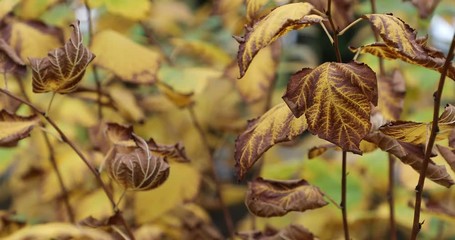 Wall Mural - Autumn. Fall scene.Red,yellow,orange colours of autumn. Beauty nature scene trees and leaves. Nature background. Selective focus. 4k video