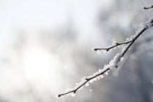 Majestic Winter Landscape - Branches Covered With Snow.