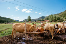 Cattle In Chinese Rural