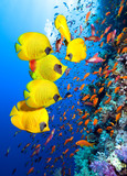 Underwater image of coral reef and School of Masked Butterfly Fish 