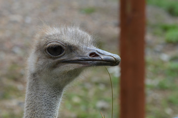 Wall Mural - Ostrich