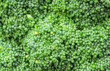 Fototapeta Las - Surface texture of freshness Broccoli vegetable