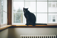 Black Cat In A Window