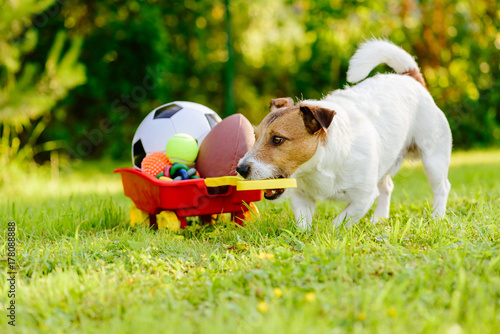 Fotografie, Obraz Sportive dog fetches collection of balls and toys in cart