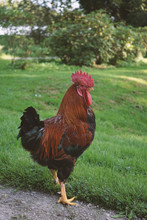 Red Rooster Walking Loose In The Garden