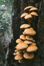 Wild Big Laughing Gym Mushrooms Growing On A Tree Stump In A Forest