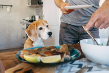 Beagle Carefuly Looking How The Dinner Prepare