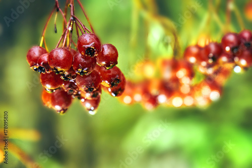 Fotografie, Obraz Bunch of ripe rowanberry after cold autumn rain