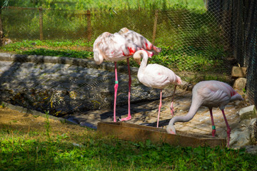 Poster - Greater flamingo (Phoenicopterus roseus)