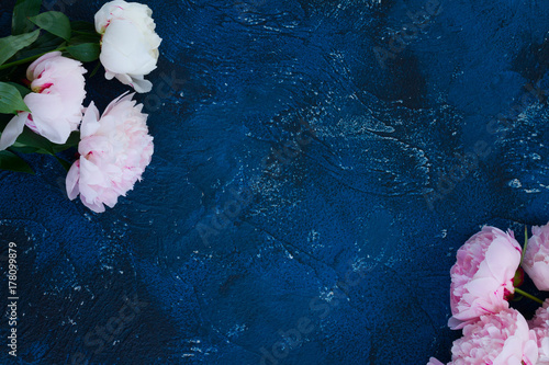 Fresh peony flowers with copy space on dark blue table background
