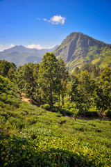 Wall Mural - views of Ella Rock and tea plantation