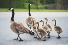 Canada Goose Family
