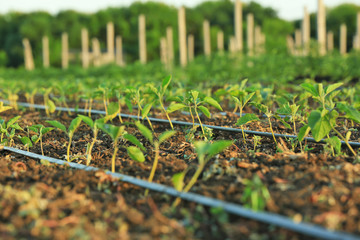 Wall Mural - Small eggplant seedlings on plantation