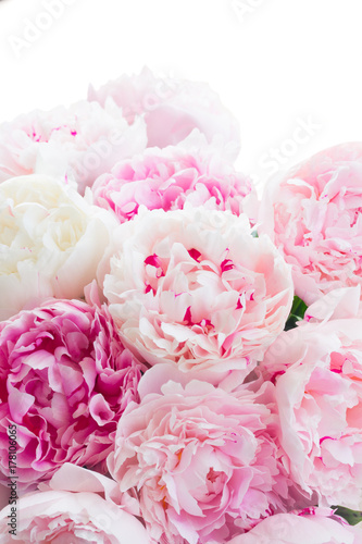 Fresh peony flowers colored in pale shades of pink close up isolated on white...