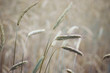 © Canan Czemmel/Stocksy - grain in summer