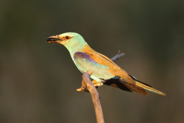 Wall Mural - The European roller (Coracias garrulus) is sitting on the branch with big beetle in the beak in last evening light