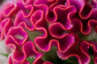 Red velvet or red cockscomb (Celosia cristata), with the flower looking like the head on a rooster (cock)