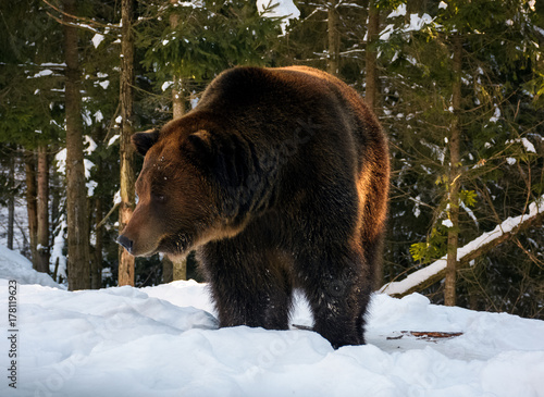 old brown bear walking in the winter spruce forest Poster