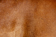 © zheng long/Stocksy - fur of horse,close up