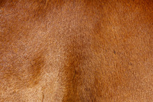 Fur Of Horse,close Up