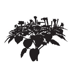 Wall Mural - Silhouette of the blossoming plant a thornapple (Datura L.)