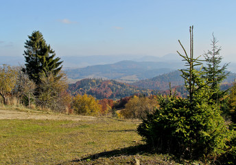 Mountains view altitude. Panorama with orange and yellow colorful trees. Little green fir in the mountains. Background of the Carpathian mountains in the Ukraine.