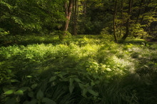 Nature Green Forest With Sunlight And Trees