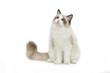 Rag doll cat on a white background.