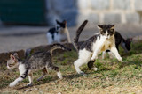 Fototapeta Koty - homeless kittens play