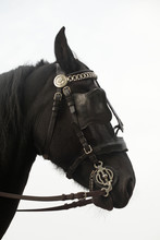 Black Horse In Profile